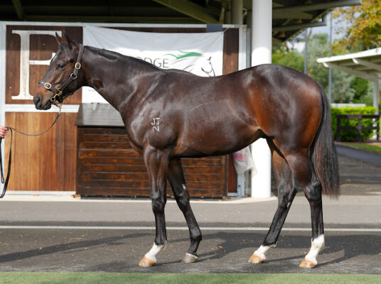 Lot 84: Zousain / Summer Girlfriend (USA)