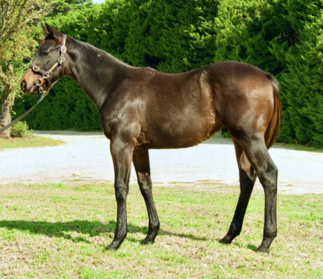 Lot 417: Captivant / Hateel