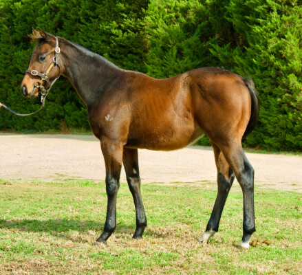 Lot 423: Royal Meeting (IRE) / High Class (NZ)