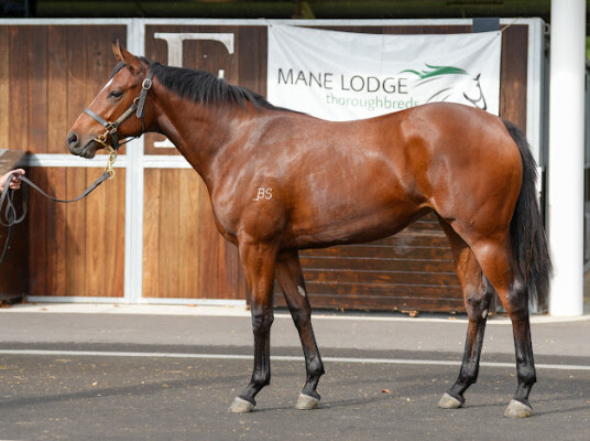 Lot 239: Tiger of Malay / Imsouane