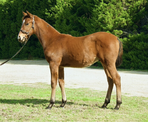 Lot 528: Hanseatic / Maguli