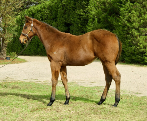 Lot 547: Pierata / Mezzin