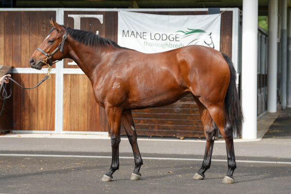 Lot 239: Tiger of Malay / Imsouane