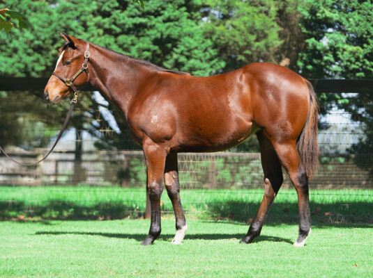 Lot 182: Toronado (IRE) / Tayla's Moment