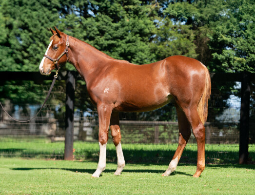 Lot 300: Russian Revolution / California Kook (USA)