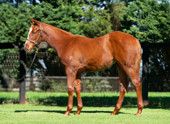 Lot 323: Justify (USA) / Cinderella