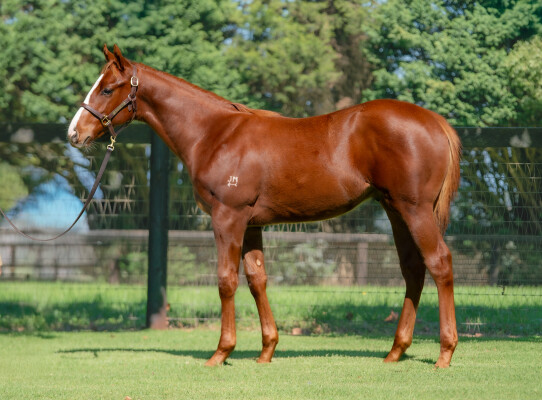 Lot 484: Justify (USA) / Lady Naturaliste