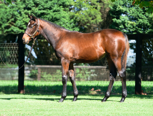 Lot 525: So You Think (NZ) / Maddi Rocks