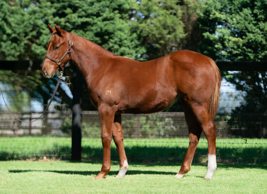 Lot 555: Zoustar / Miss Canada