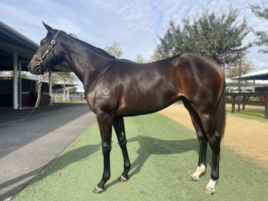 Lot 225: Xtravagant (NZ) / Gold Letter