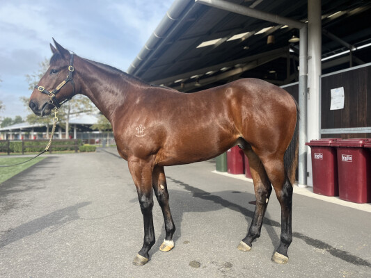 Lot 275: King's Legacy / Manrose Hattan