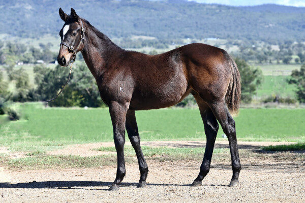 Lot 537: Wild Ruler / Mary Valley