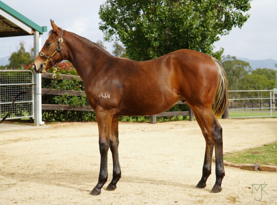 Lot 188: Captivant / The Seductress