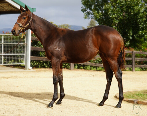 Lot 558: Lucky Vega (IRE) / Miss Husson