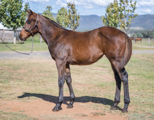 Lot 40: Denman / Phenomena