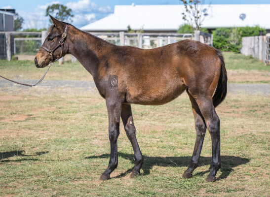 Lot 489: Zousain / Lancia