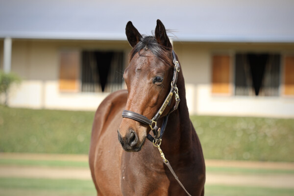 Lot 82: Harry Angel (IRE) / Rock the Sea (NZ)