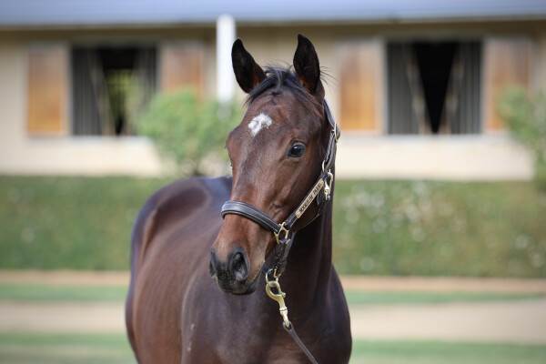 Lot 129: Blue Point (IRE) / Sistonic
