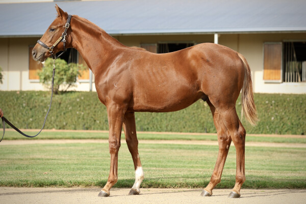 Lot 287: Home Affairs / Blue Grass Music (USA)