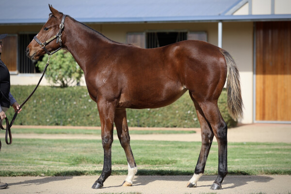 Lot 364: Toronado (IRE) / Eleesha