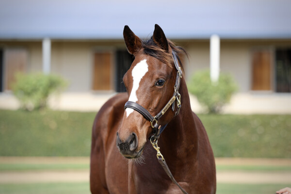 Lot 364: Toronado (IRE) / Eleesha