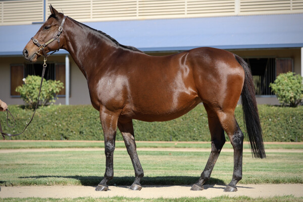 Lot 44: Fastnet Rock / Cats Whisker