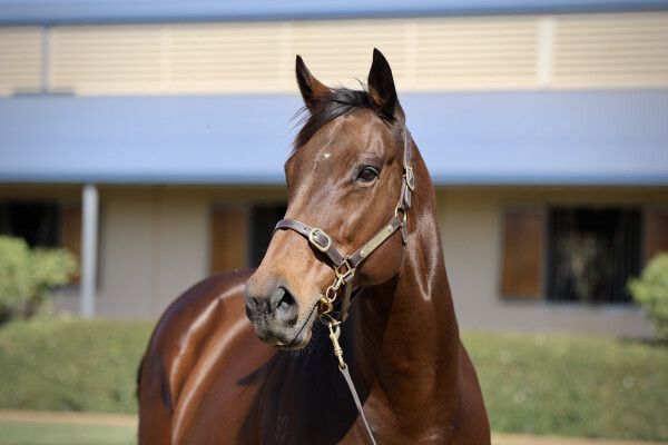 Lot 44: Fastnet Rock / Cats Whisker