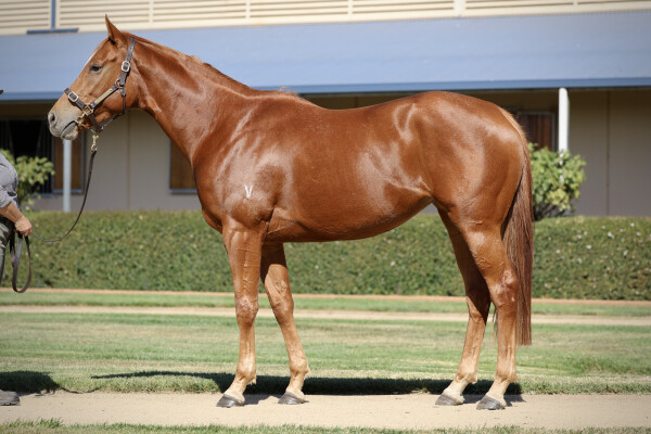 Lot 61: Zoustar / Single Style (NZ)