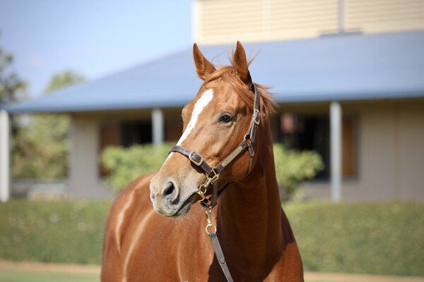 Lot 61: Zoustar / Single Style (NZ)