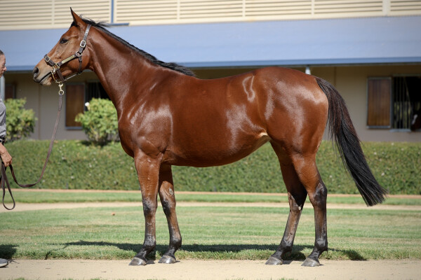 Lot 81: Siyouni (FR) / Enraptured (IRE)