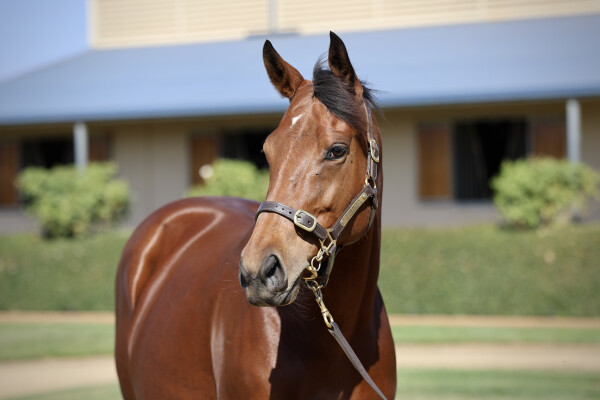 Lot 81: Siyouni (FR) / Enraptured (IRE)