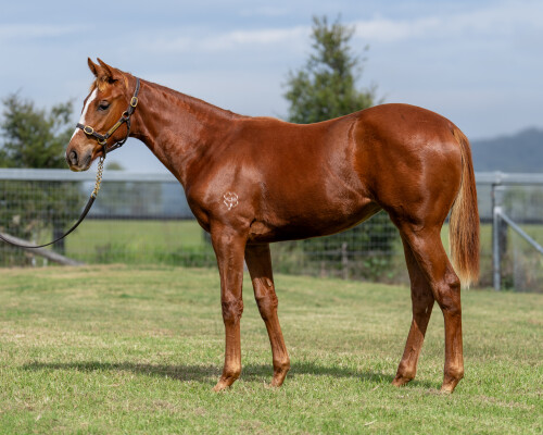 Lot 109: Trapeze Artist / Secret Venture