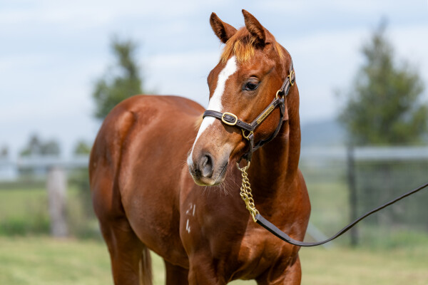 Lot 109: Trapeze Artist / Secret Venture