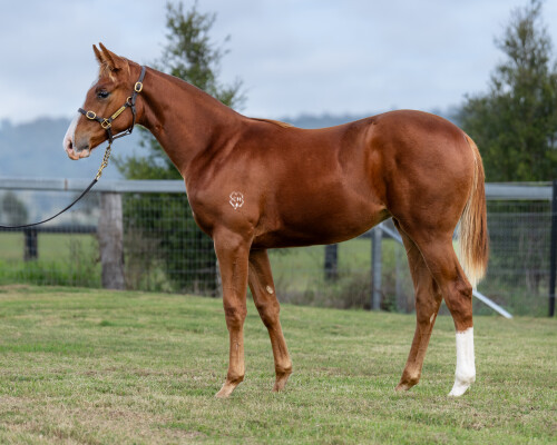 Lot 54: Showtime / Prison Rules