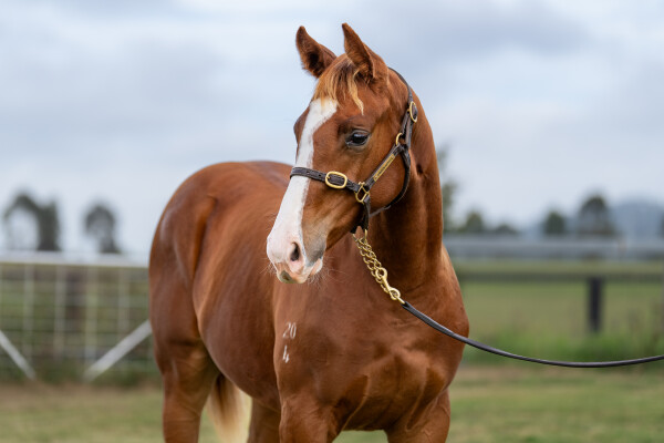 Lot 54: Showtime / Prison Rules