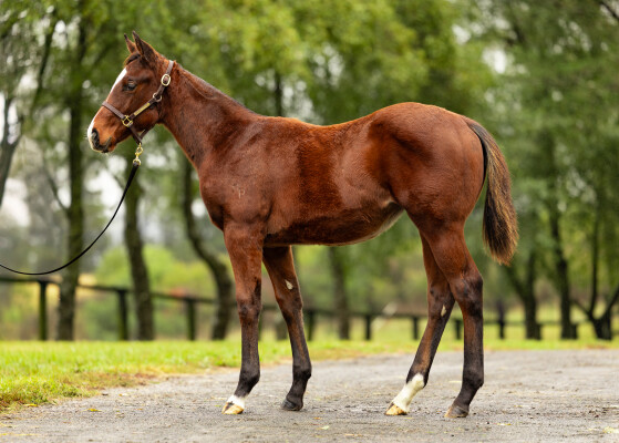 Lot 112: Prague / Seritza