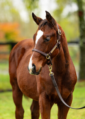 Lot 112: Prague / Seritza