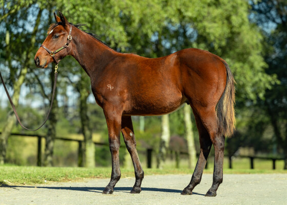 Lot 152: Wild Ruler / Static