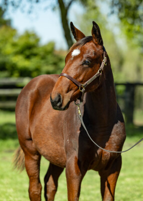 Lot 152: Wild Ruler / Static