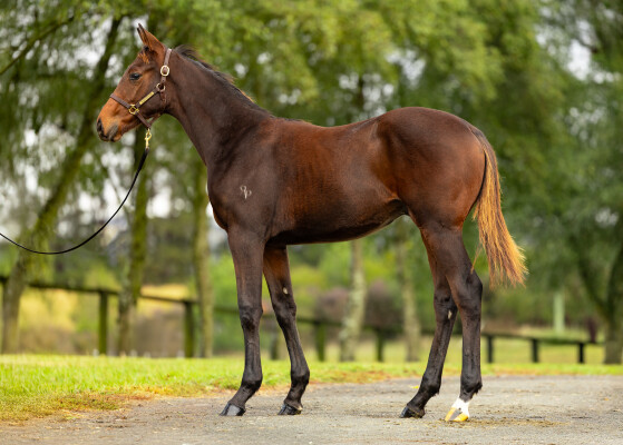 Lot 174: Kermadec (NZ) / Talented Miss