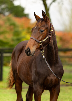 Lot 174: Kermadec (NZ) / Talented Miss