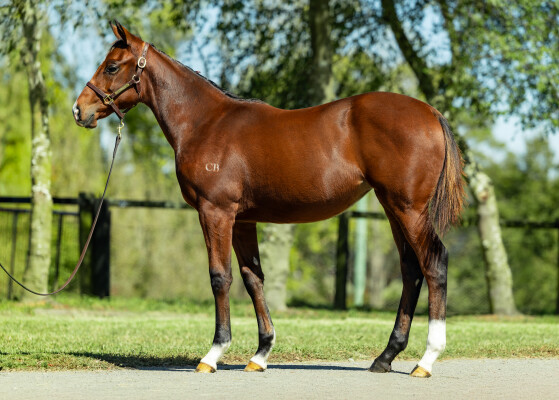 Lot 180: Pride of Dubai / Tavisocks (NZ)