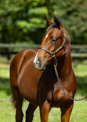 Lot 180: Pride of Dubai / Tavisocks (NZ)