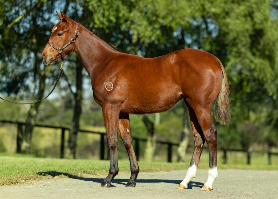 Lot 187: The Autumn Sun / The King's Widow