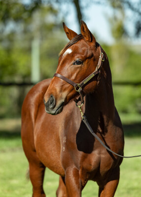 Lot 187: The Autumn Sun / The King's Widow