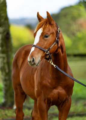 Lot 213: Best of Bordeaux / Whisper Bay