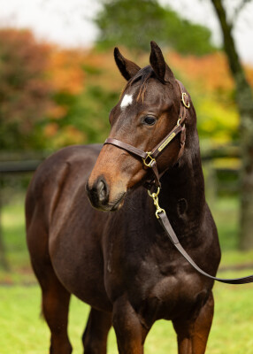 Lot 230: Best of Bordeaux / Zablitz