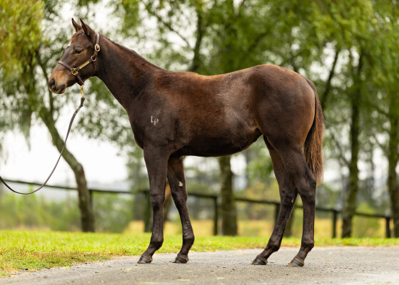 Lot 231: Artorius / Zedward