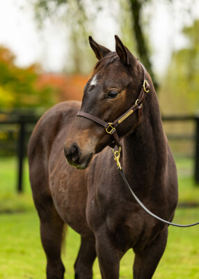 Lot 231: Artorius / Zedward