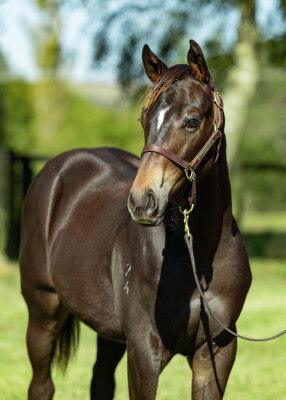 Lot 320: Hitotsu / Cheyenne Sue